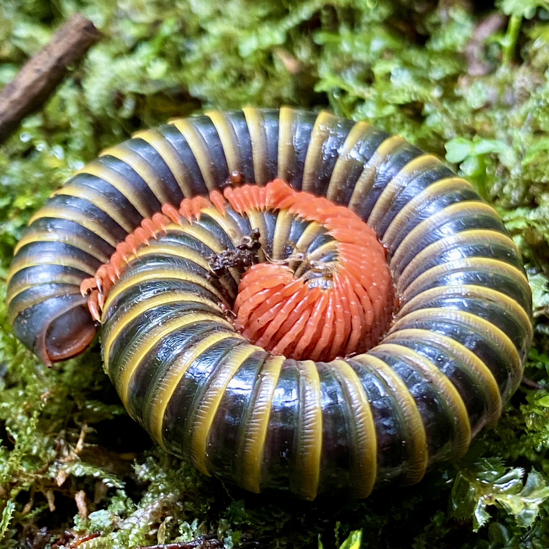 Wildlife — Ecuador